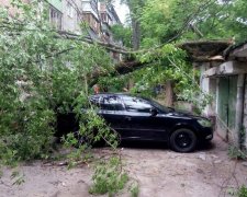 Гілки, птахи та посипані дороги: як захистити покриття автомобіля