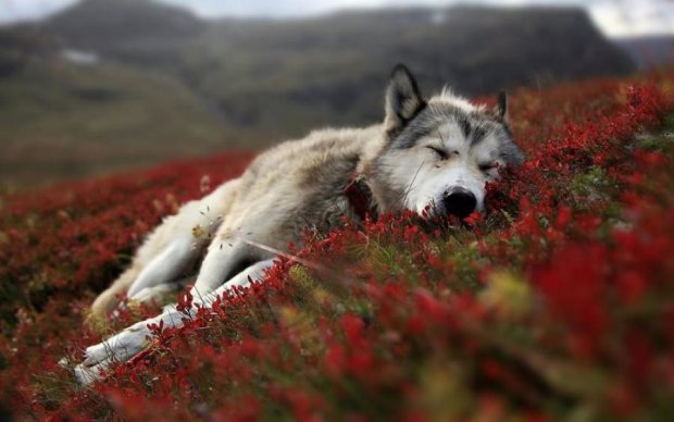 Зона відчуження: вчені поспостерігали за чорнобильськими вовками