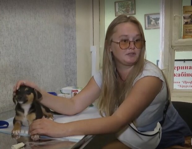 на Хмельниччині заборонили підгодовувати вуличних тварин, скріншот з відео ТСН
