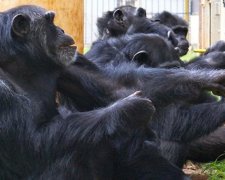 Найбільший вид приматів може незабаром вимерти
