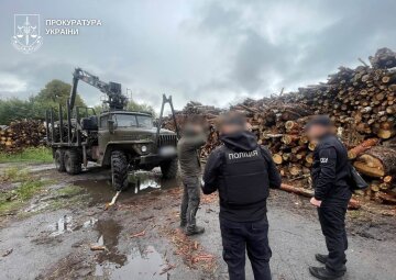незаконная вырубка деревьев
