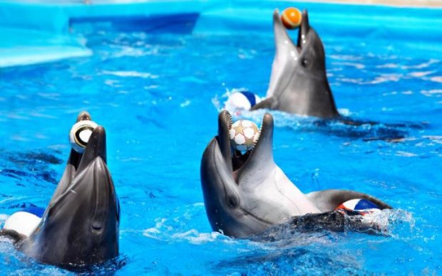 Киевским дельфинам перекрыли кислород