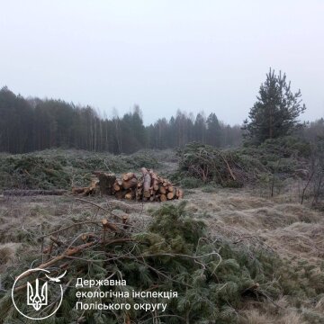 незаконная вырубка деревьев