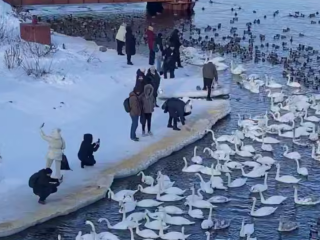 Украинцы, лебеди, кадр из видео