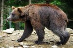 Рятуючись від ведмедя, росіянин застрелив свого брата