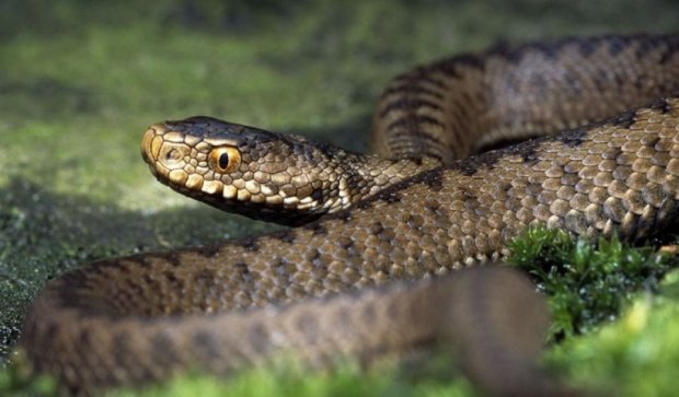 Летняя жара привела к нашествию опасных ядовитых змей
