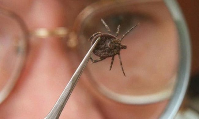 Глобальне потепління позбавить людство від небезпечних паразитів