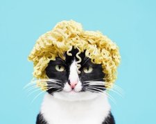 Кошка в съедобных париках стала звездой Instagram