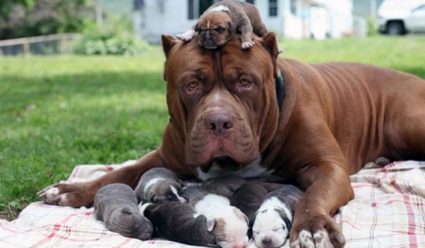Самый большой в мире питбуль воспитывает восемь щенков (фото)