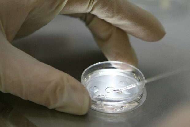 Больше 600 миллионов лет: ученые обнаружили самый древний эмбрион неизвестного существа