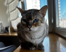 Котик, фото: Знай.ua