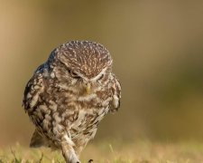 Пернатый мастер маскировки спрятался от назойливых папарацци. Видишь сыча? И я не вижу, а он есть