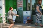 У Тернополі десятки собак влаштувалися на роботу - тримайся, шеф