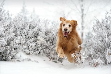 Найкращі меми на 18 січня: пепсі з колою і фото з 2009 року