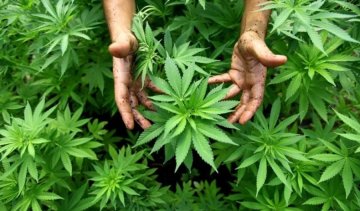 Чоловік збирався вилікуватися за допомогою плантації коноплі