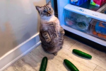 Кот и огурцы, фото из соцсетей