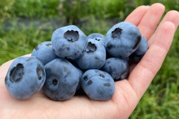 Развитие ягодничества, фото: minagro.gov.ua