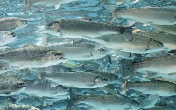 Прощавай, рибка: глобальне потепління спустошить цілі океани