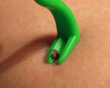 Кліщ, зображення з вільних джерел