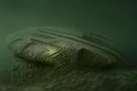 Балтійська аномалія: на дні моря лежить корабель прибульців