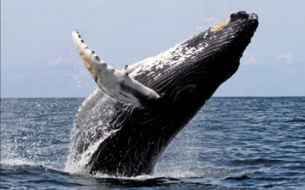 В Красном море замечен кит, которого там быть не должно