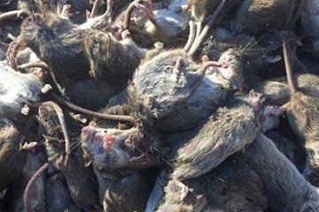 Мишей в АТО не беруть ні коти, ні отрути, ні ультразвук (фото)