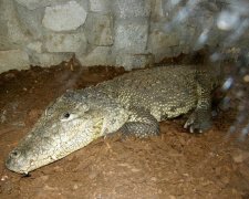Екологи зняли, як полюють на крокодилів (відео)
