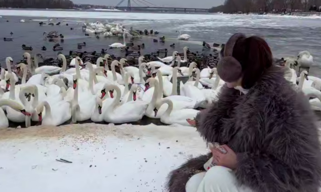 Українці, зима, птахи, лебеді, кадр з відео