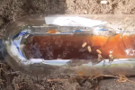 Боротьба зі шкідниками на городі, мурахи, кадр з відео