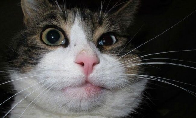 Бджоли найчастіше кусають котів у ніс та лапи