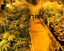 Канадський коледж навчить правильно вирощувати марихуану