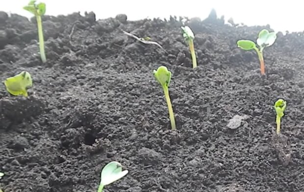 Выращивание редиса на балконе, скриншот: YouTube