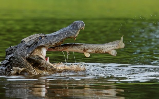 Мешканців Київщини попередили про величезних крокодилів-утікачів