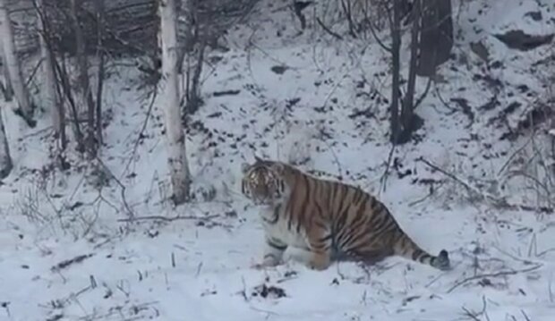 тигр, скриншот с видео