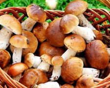 Карта грибных мест Киевской области 