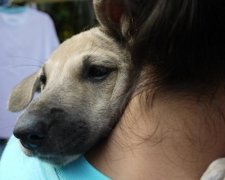 Вчені довели, що собаки не люблять обійматись