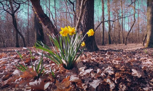 весна, скриншот из видео