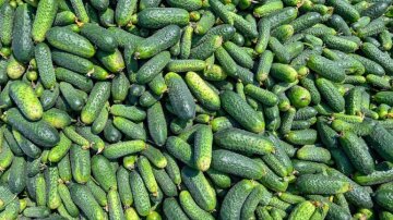 Огурцы: фото AgroPolit.com