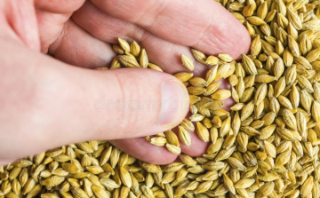 Ячмінь, скріншот: YouTube