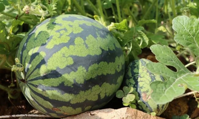 Кавун, зображення: Unsplash