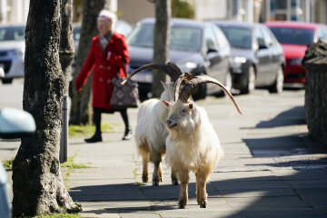 Кози бродять у порожньому місті, фото Getty Images