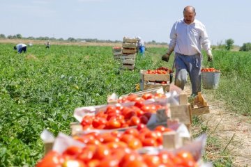 Європейці не можуть зібрати врожай без українців