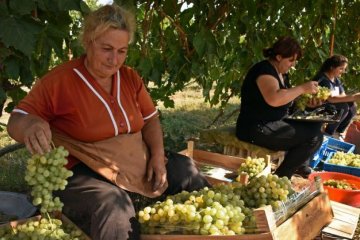 Прихована загроза: кому не можна їсти виноград