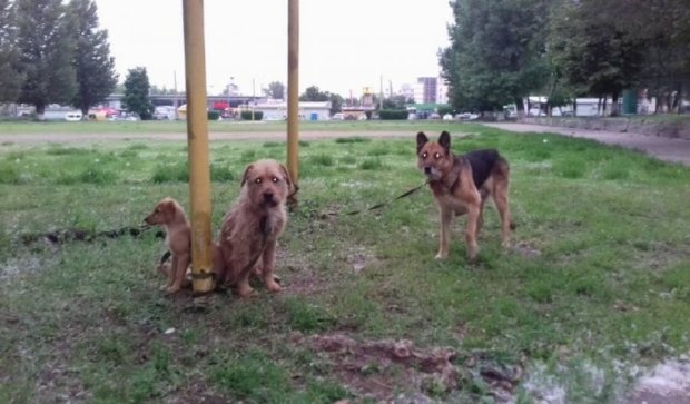 В Харькове титушки снесли приют для животных