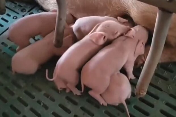 Животных можно многократно клонировать, заменяя старых свиней