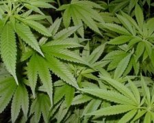Под Киевом обнаружили плантацию марихуаны