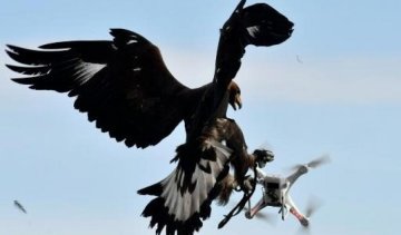Французька армія поповниться бойовими орлами