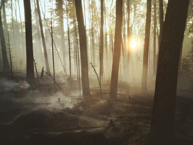 лісові пожежі