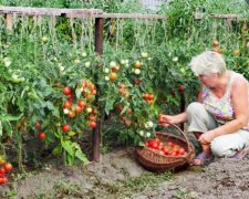 Економія та користь: у скільки українцям обійдуться овочі з грядки