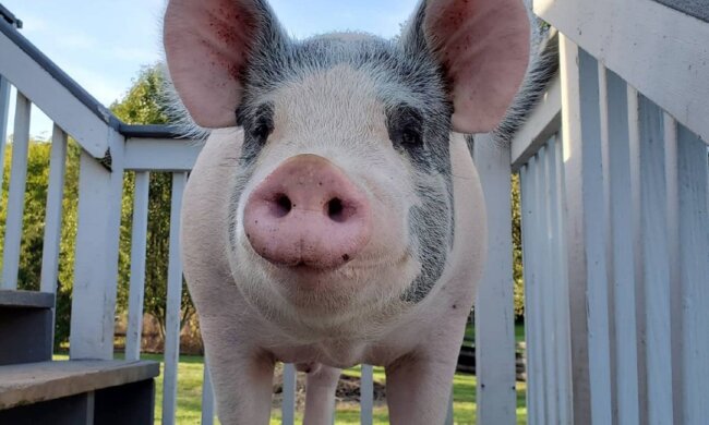 Свиня втекла в ліс, щоб народити десять поросят: "Сильна любов до дітей"